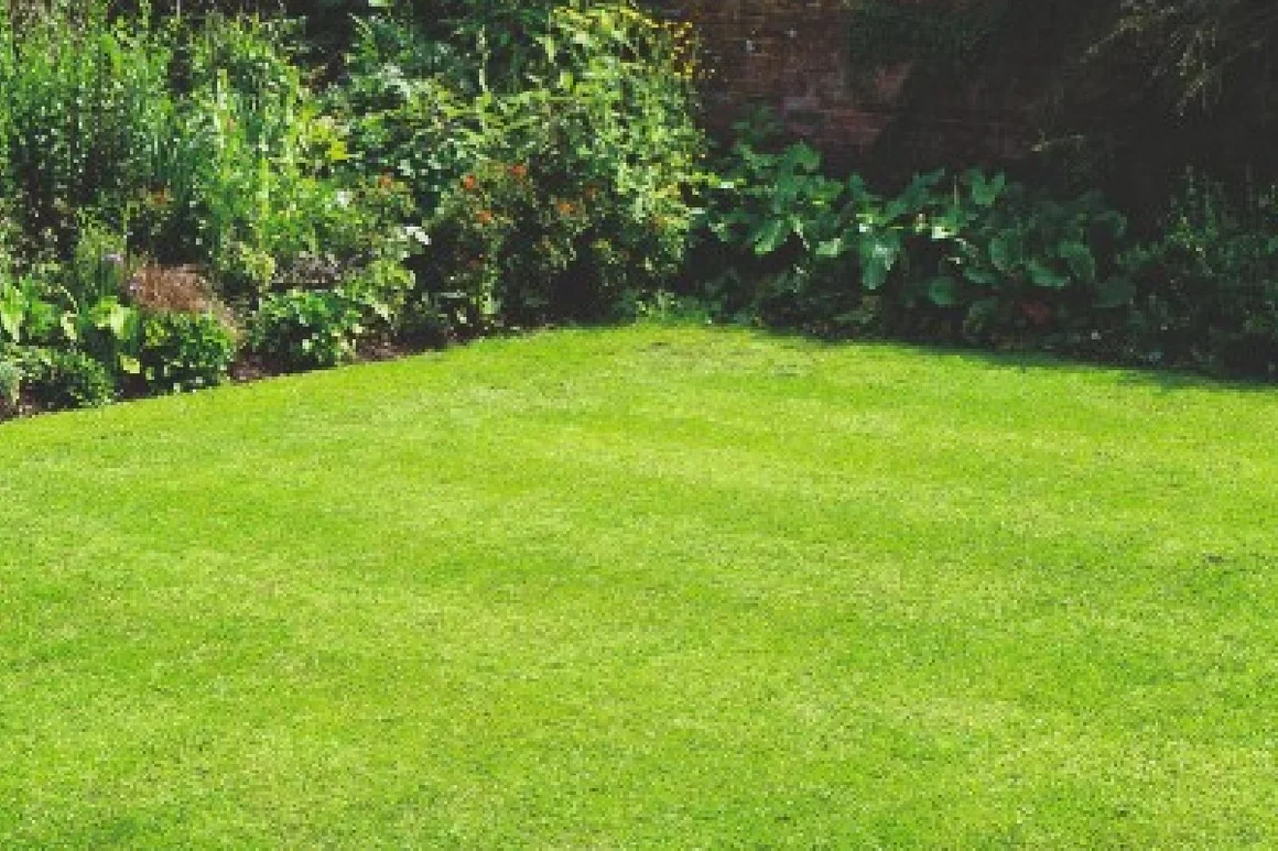 Gepflegter Rasen im Garten